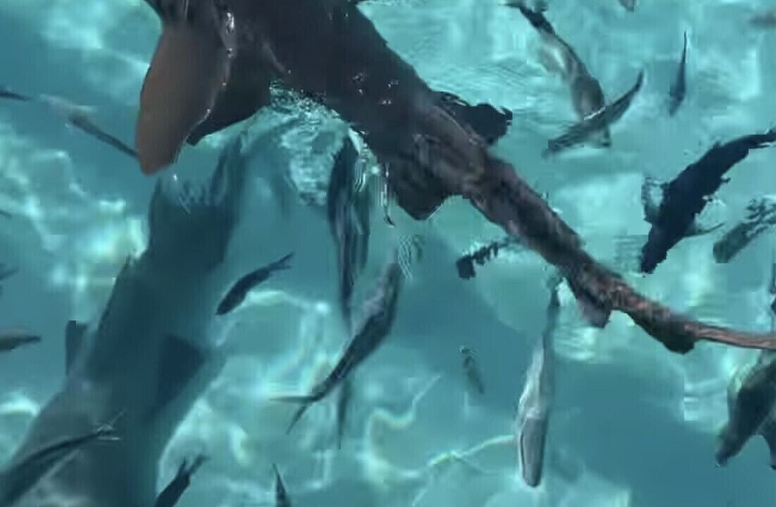Photo of Outdoor in Out Islands