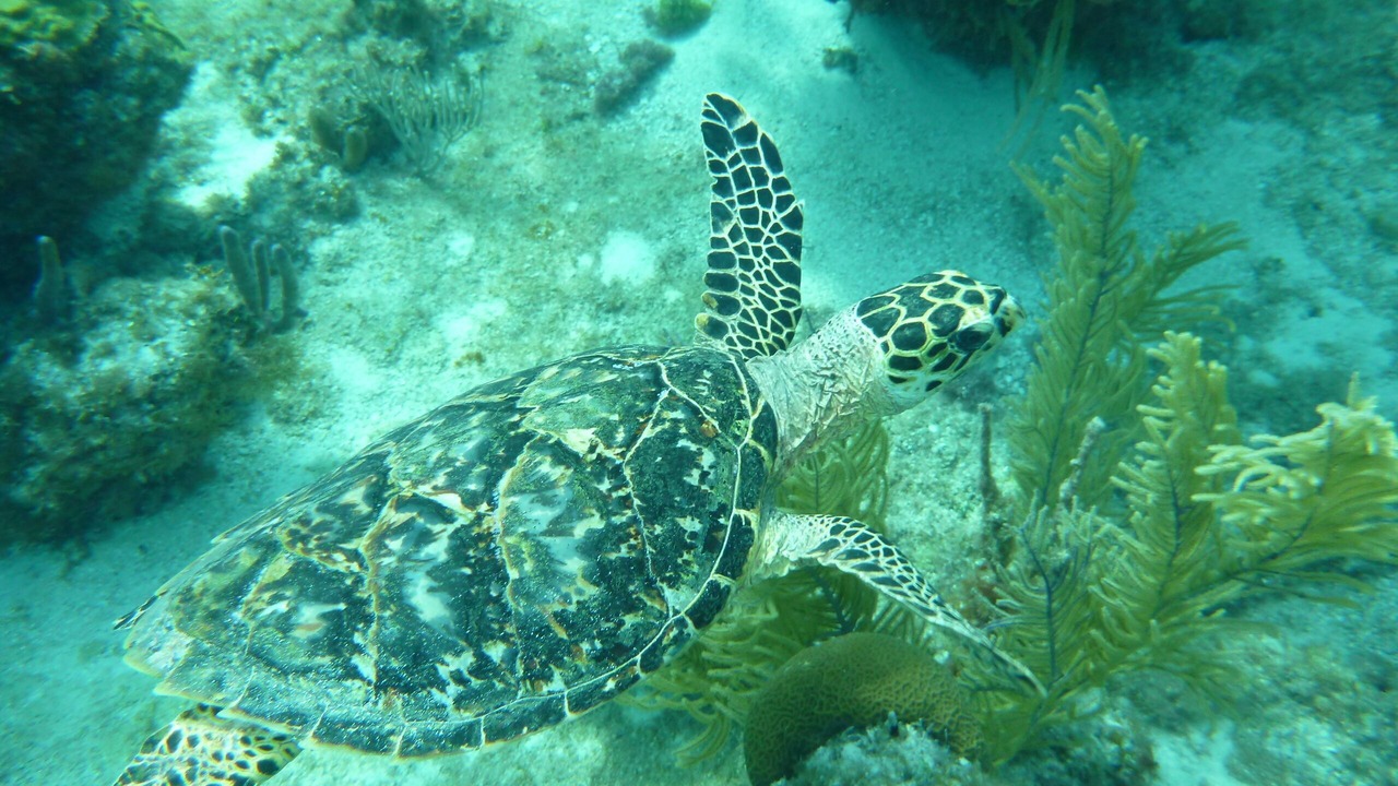 Photo of Others in Green Turtle Cay