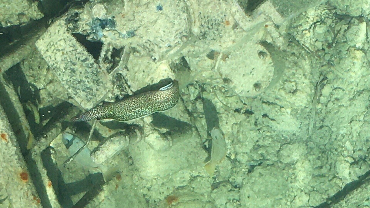 Photo of Outdoor in Green Turtle Cay