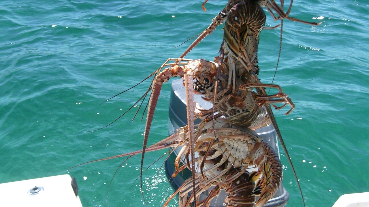 Photo of Others in South Palmetto Point