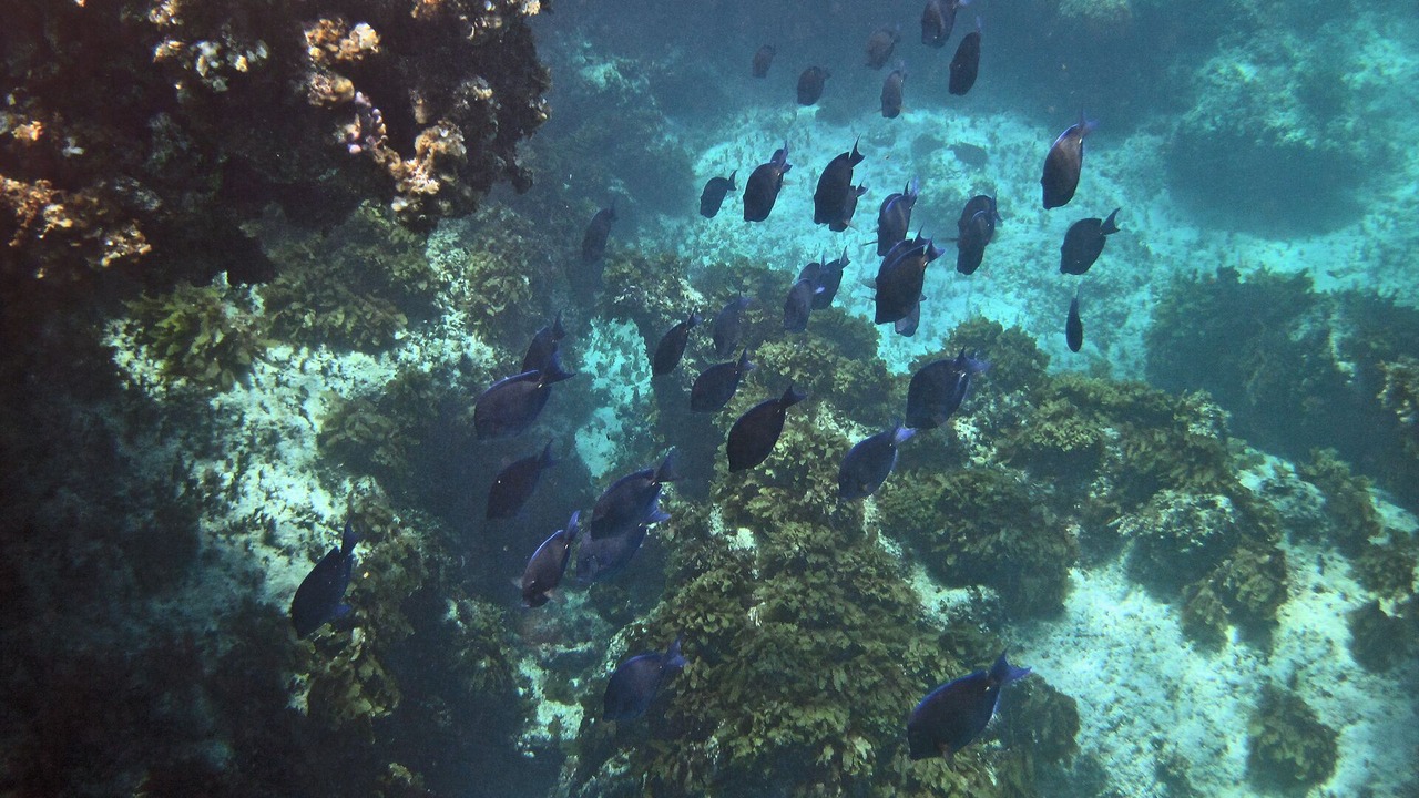 Photo of Others in North Palmetto Point