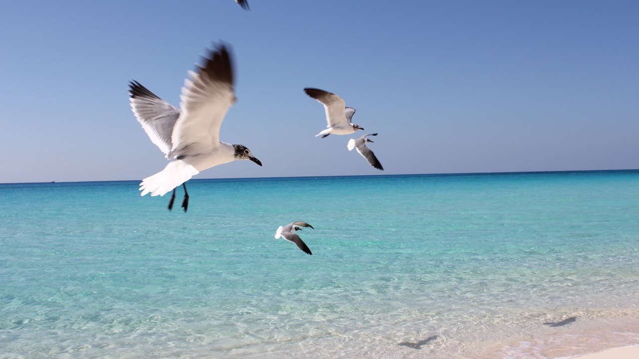 Photo of Others in North Bimini