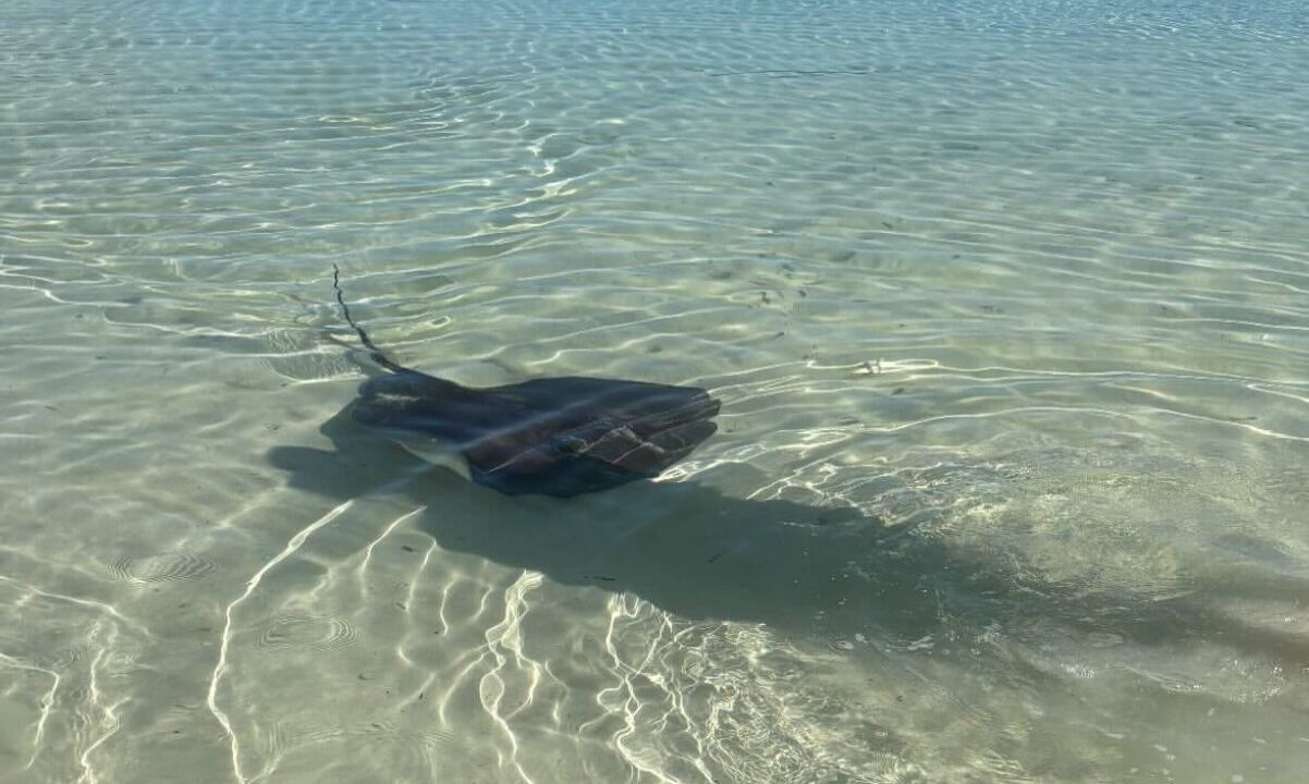 Photo of Others in Green Turtle Estates
