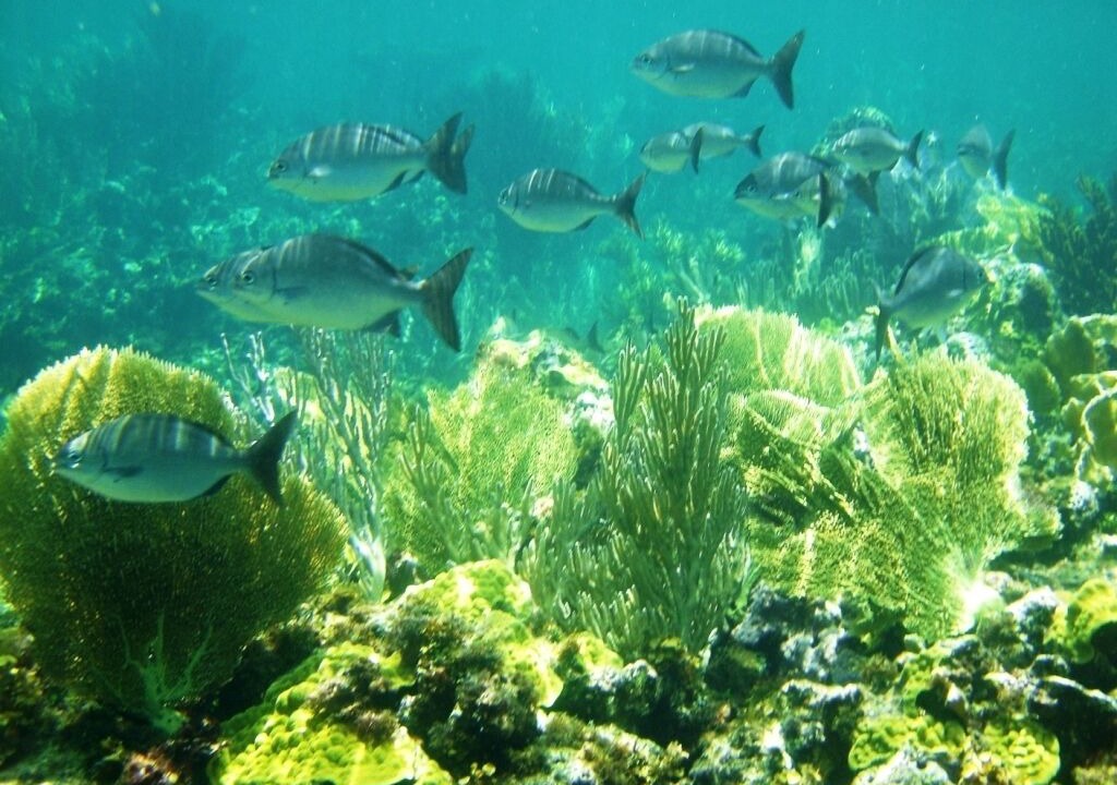 Photo of Others in James Cistern