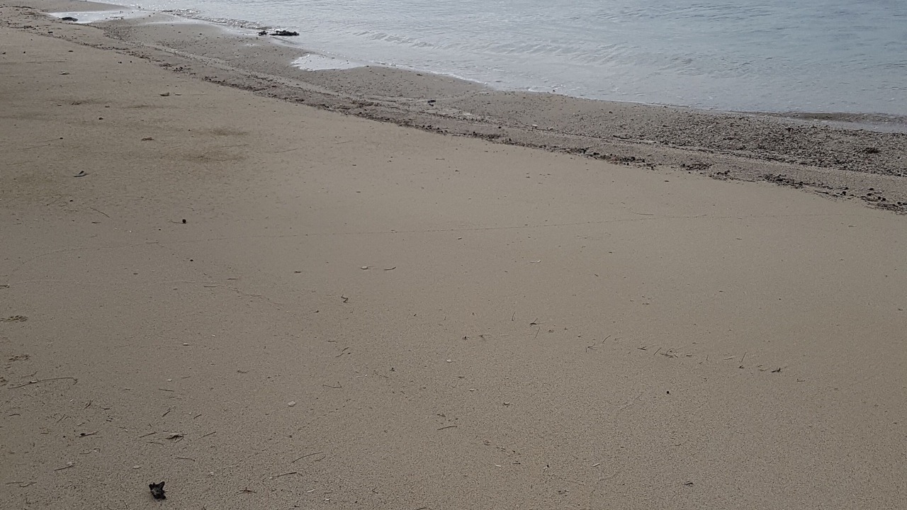 Photo of Others in South Palmetto Point
