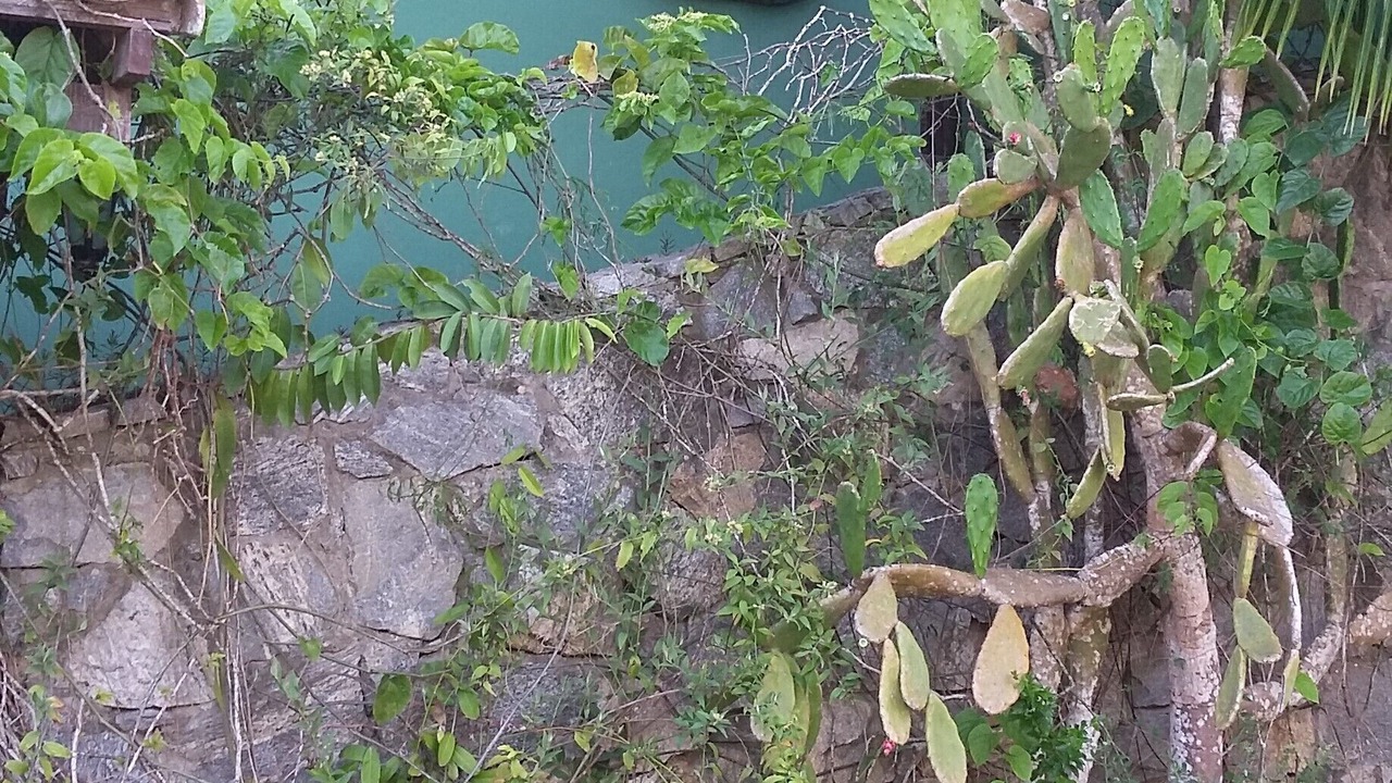 Photo of Outdoor in Ferradurinha