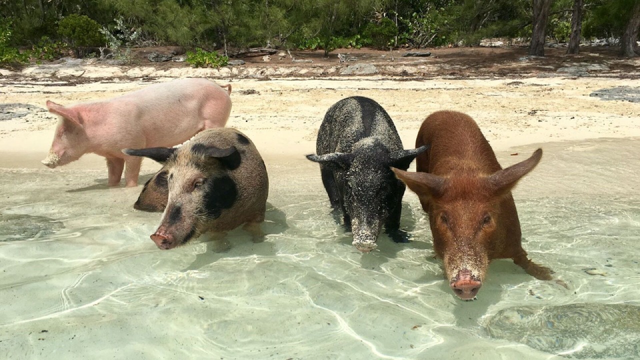 Photo of Others in Rainbow Bay