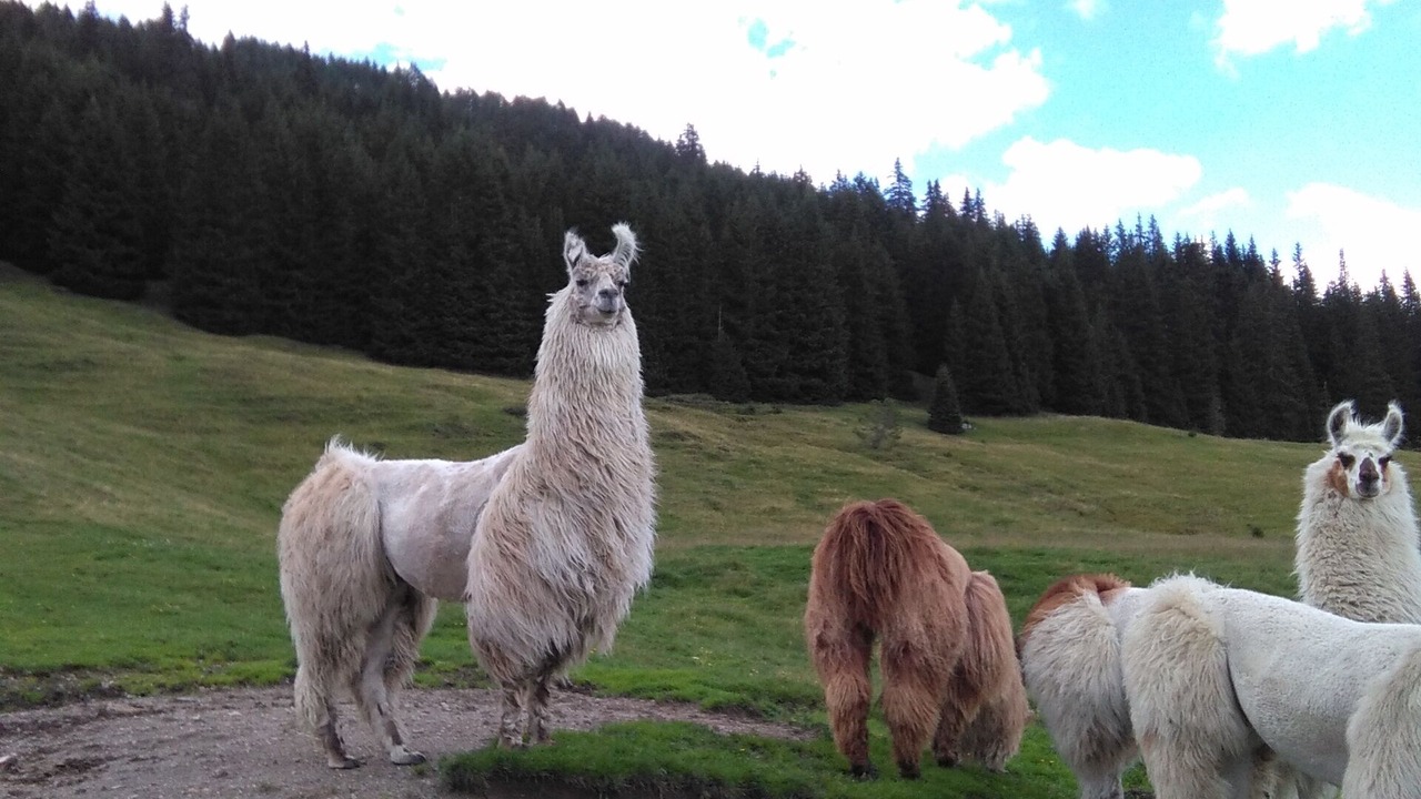 Photo of Outdoor in Padola