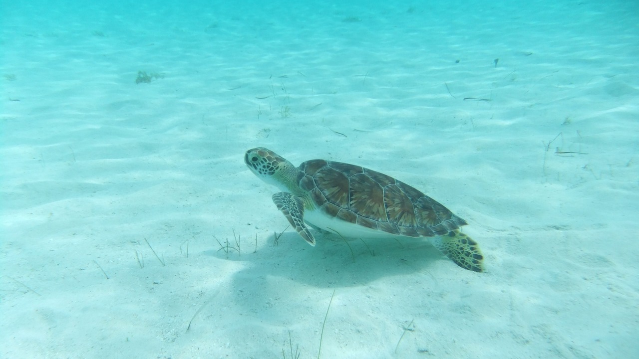 Photo of Others in Great Exuma