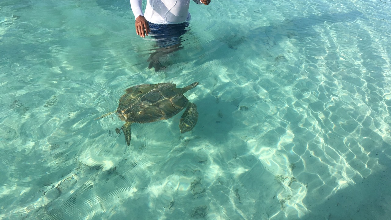 Photo of Others in Great Exuma