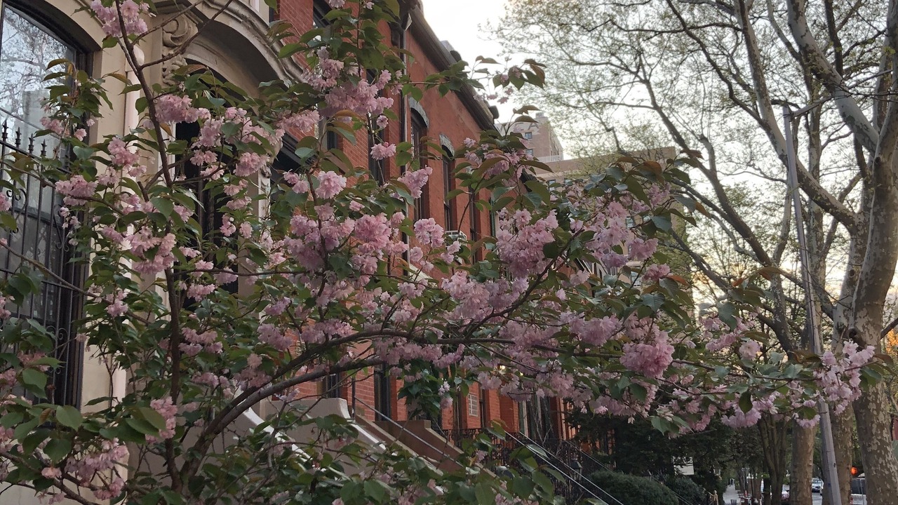 Photo of Outdoor in Boerum Hill