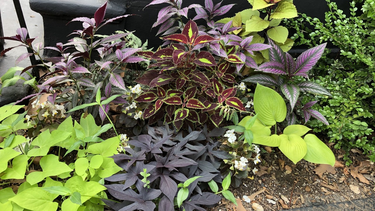 Photo of Outdoor in Boerum Hill