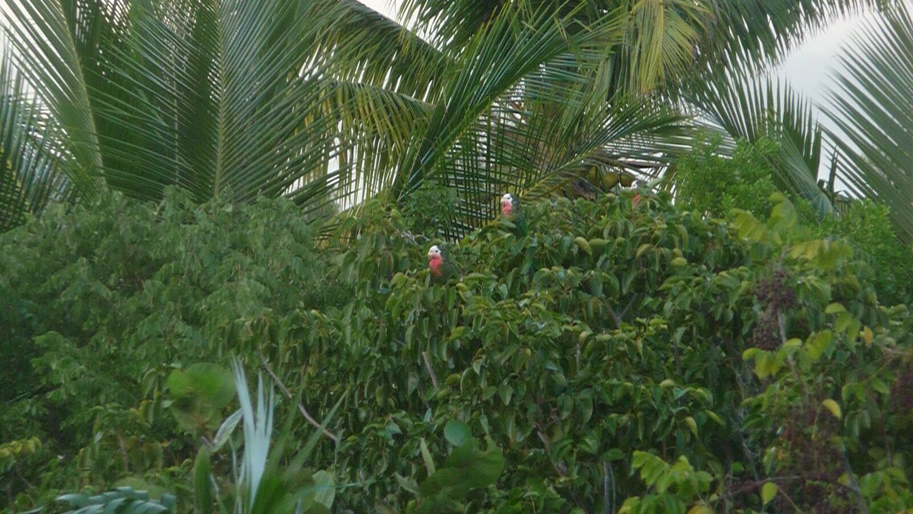Photo of Others in Bahama Palm Shores