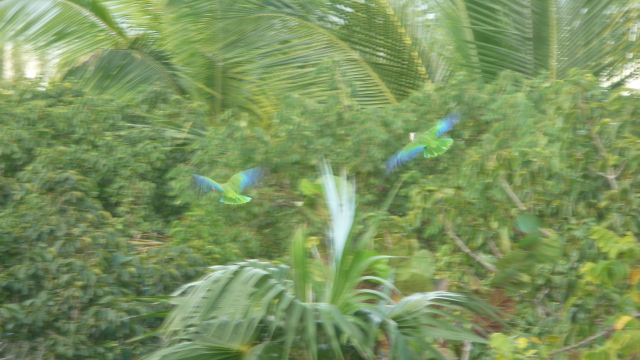 Photo of Others in Bahama Palm Shores