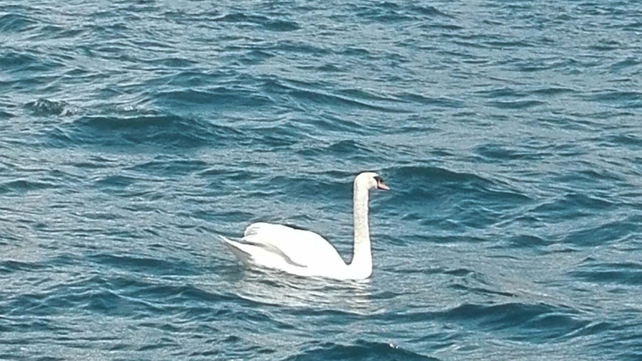 Photo of Others in Malcesine