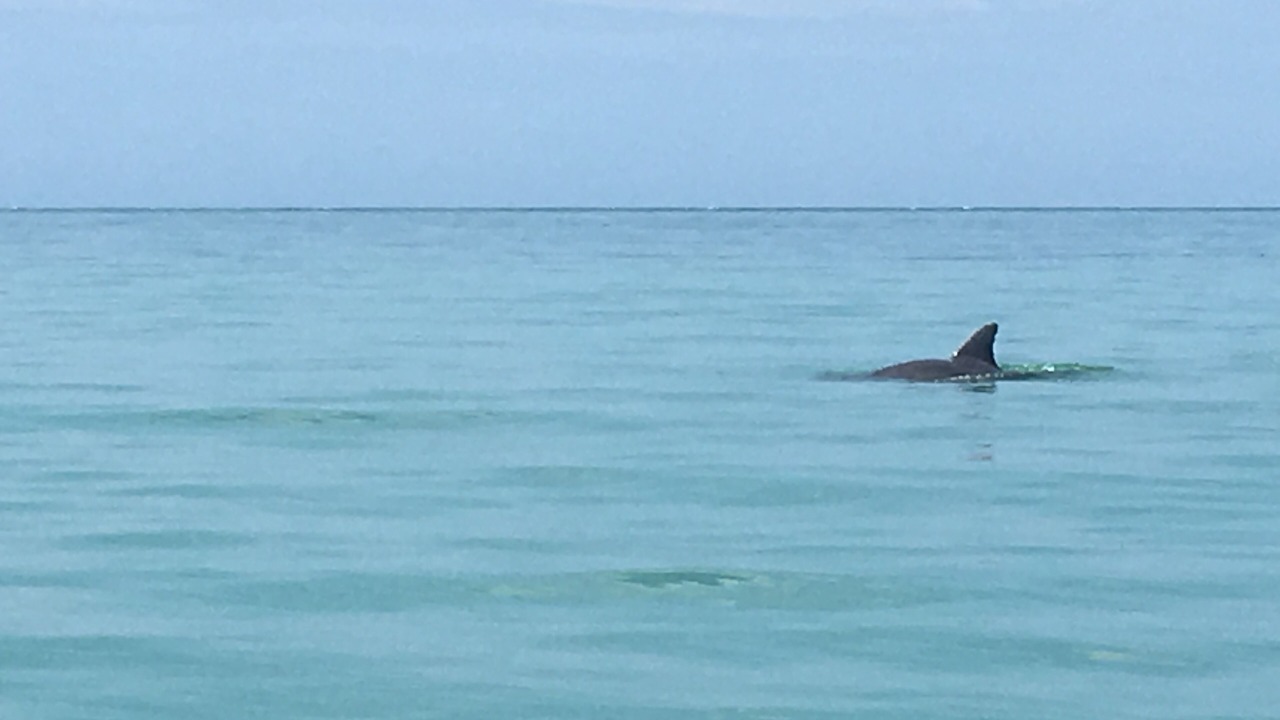 Photo of Others in Treasure Beach