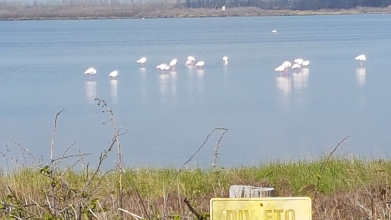 Photo of Others in Porto Viro