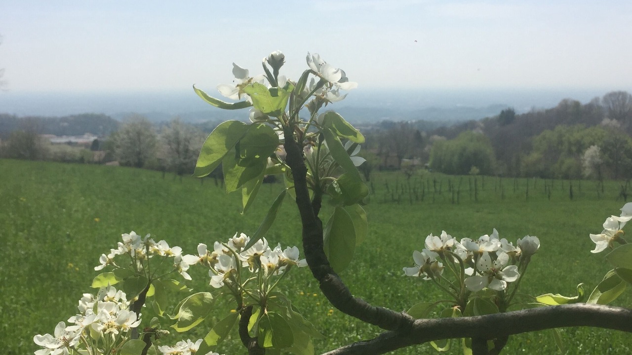 Photo of Others in Paderno del Grappa