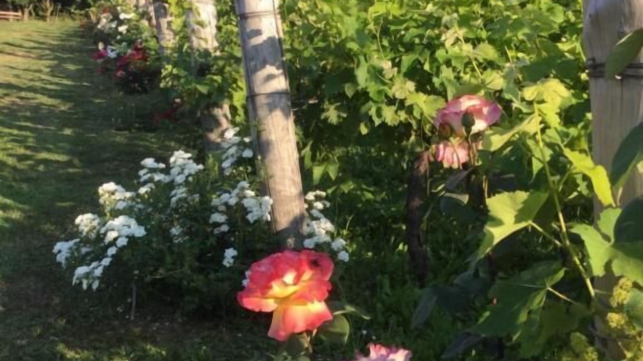 Photo of Outdoor in Luvigliano