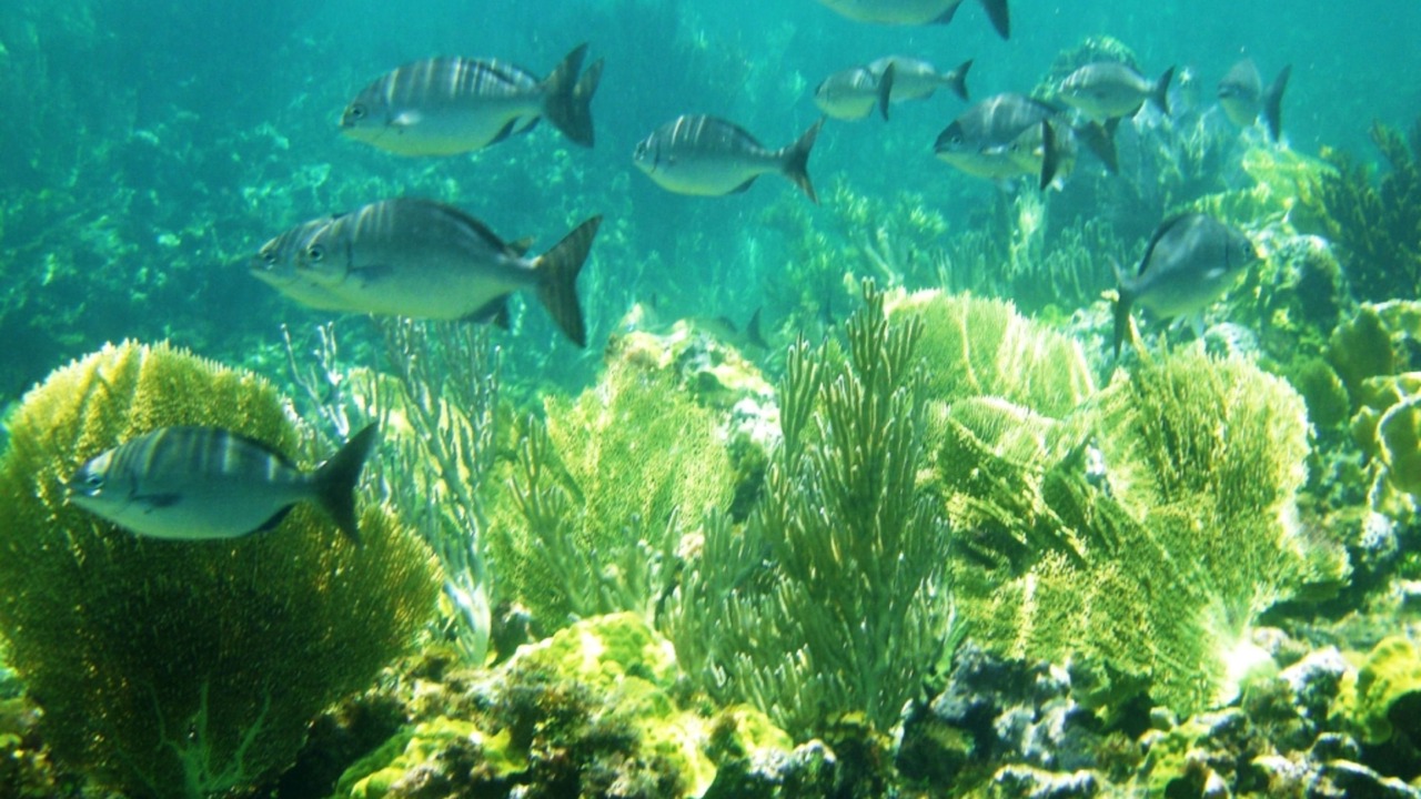 Photo of Others in James Cistern