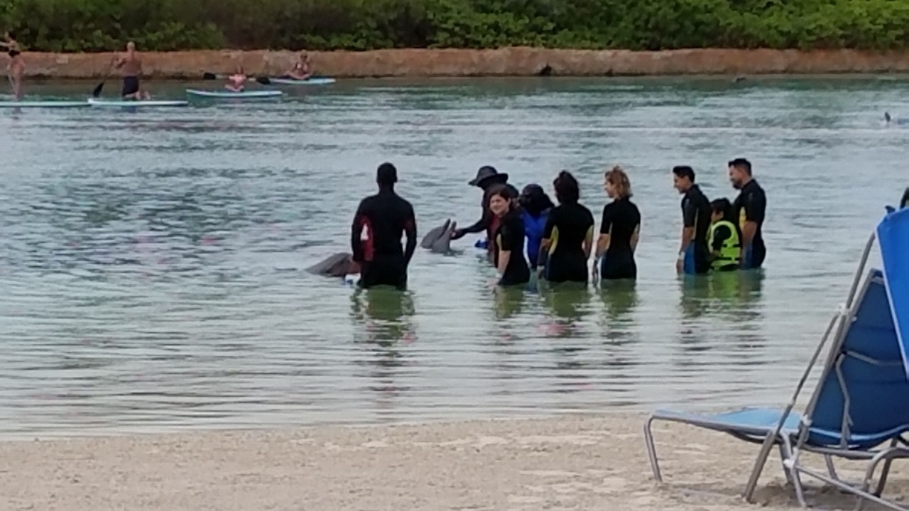 Photo of Others in Paradise Island