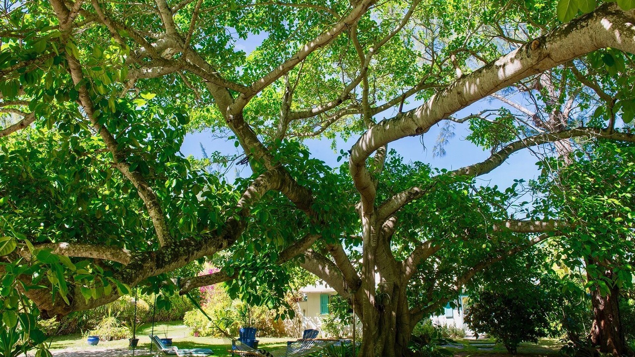 Photo of Others in North Palmetto Point