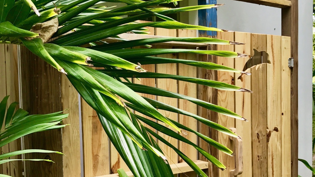 Photo of Outdoor in North Palmetto Point