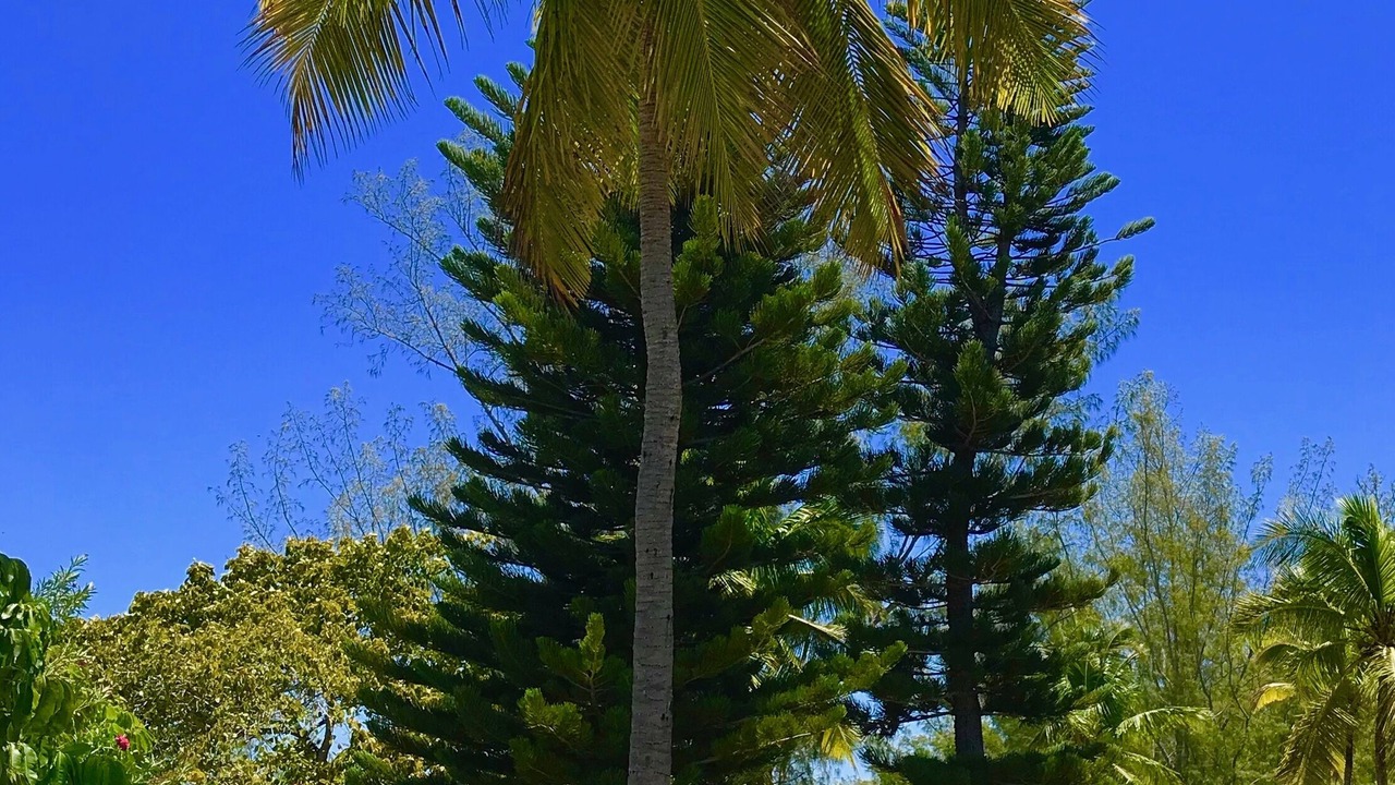 Photo of Outdoor in North Palmetto Point