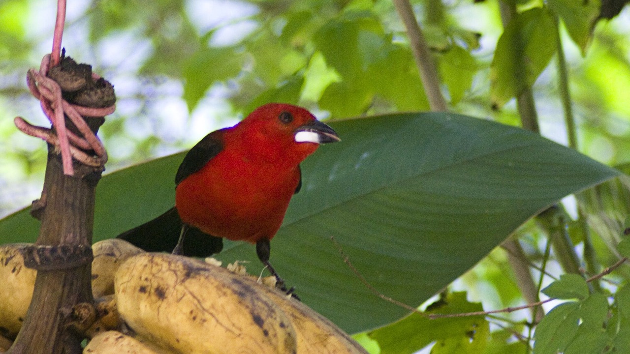 Photo of Others in Paraty