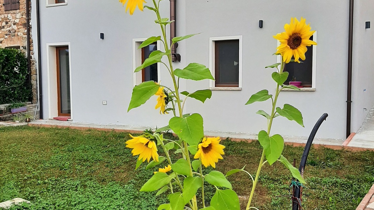 Photo of Outdoor in Bribano