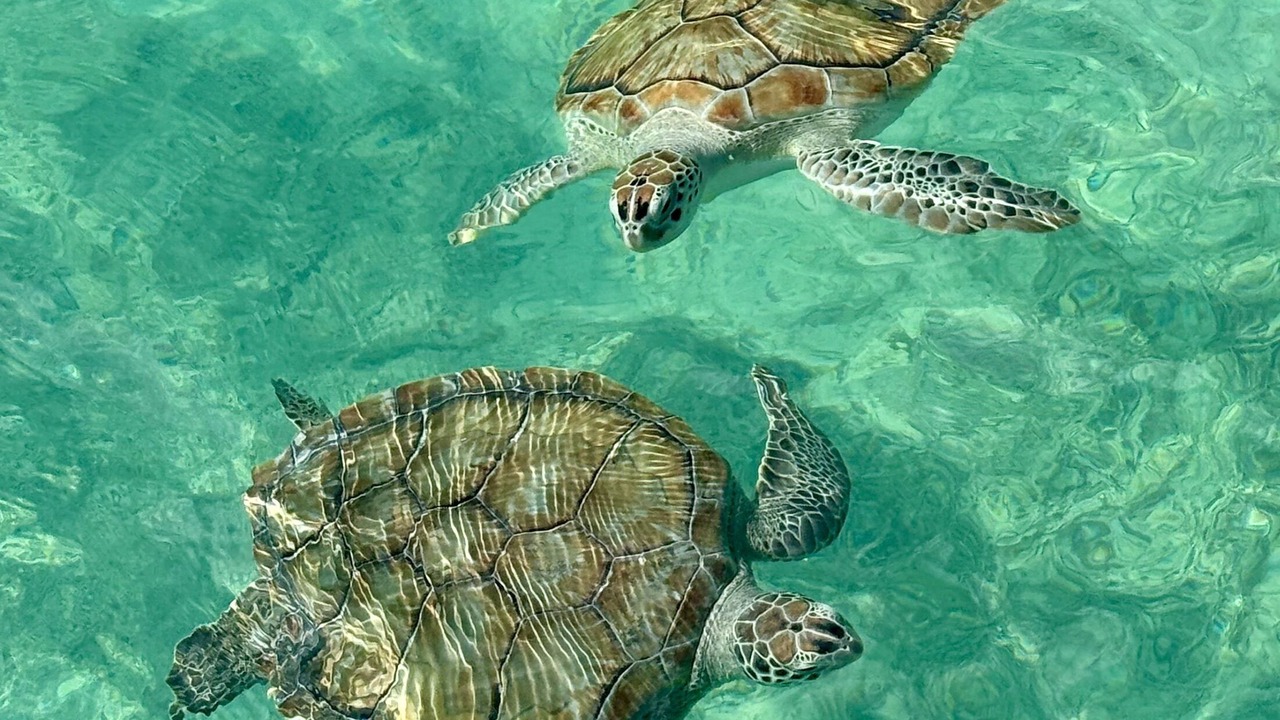 Photo of Others in Treasure Cay