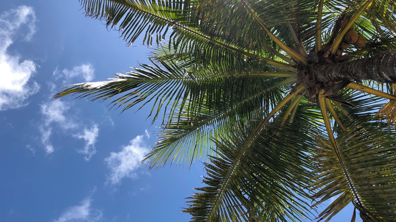 Photo of Outdoor in Paradise Island