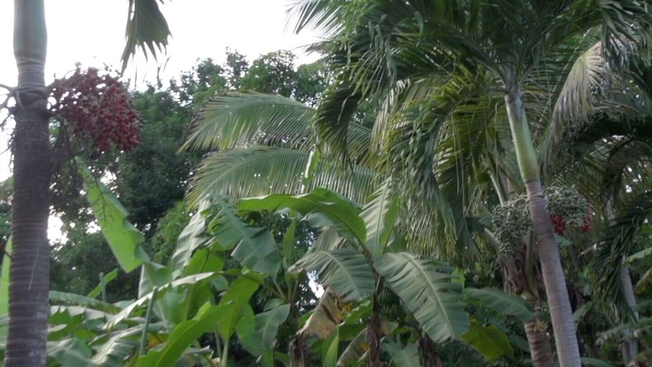 Photo of Outdoor in Saint Andrew