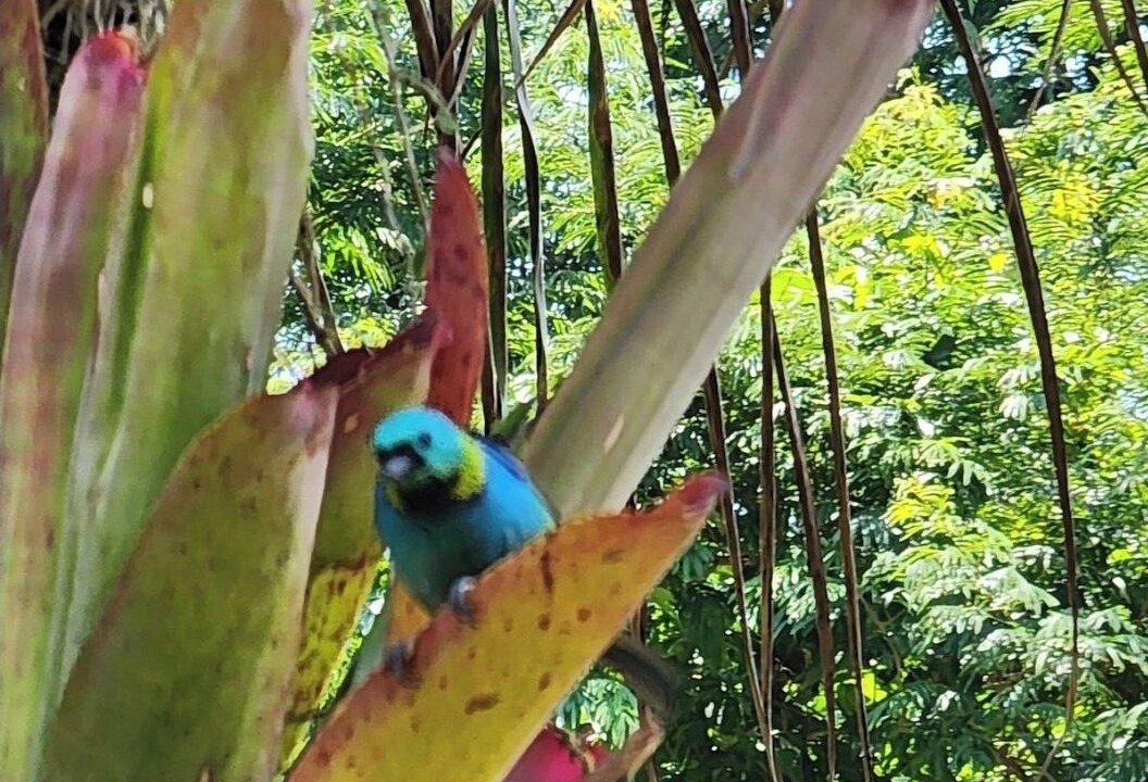 Photo of Others in Paraty