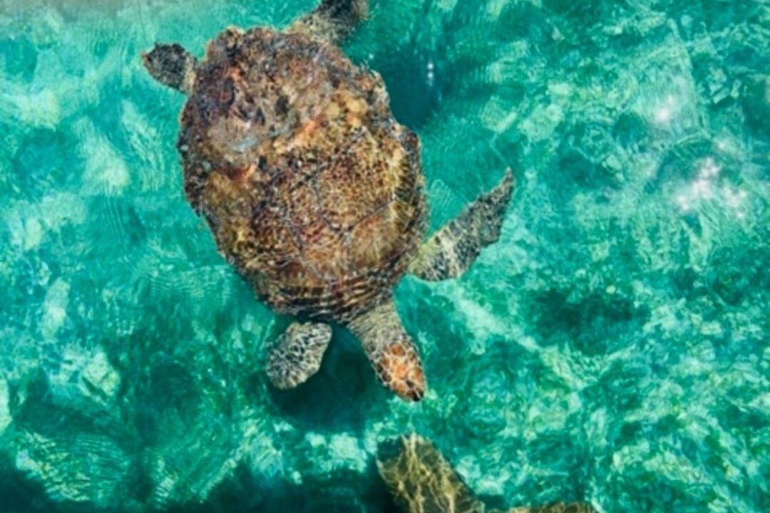 Photo of Others in Green Turtle Cay