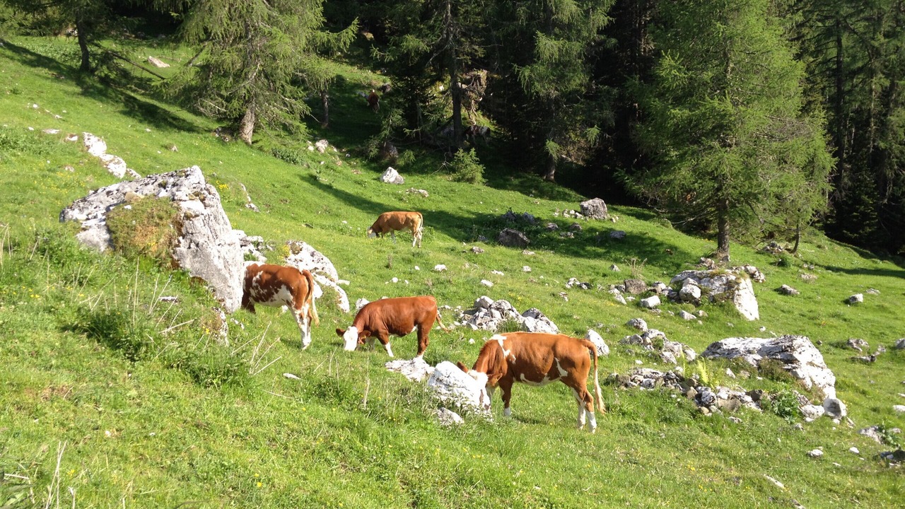 Photo of Others in Rocca Pietore