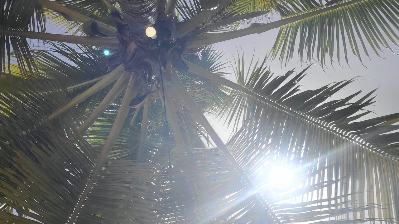 Photo of Outdoor in Paradise Island
