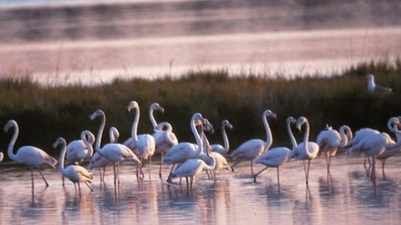Photo of Others in Rosolina Mare