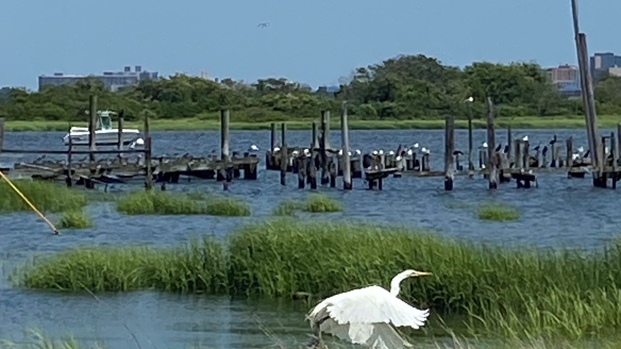 Photo of Others in Broad Channel