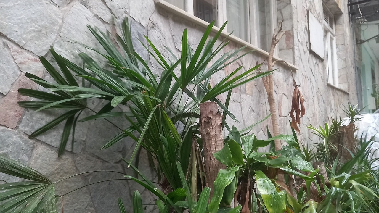 Photo of Outdoor in Leme