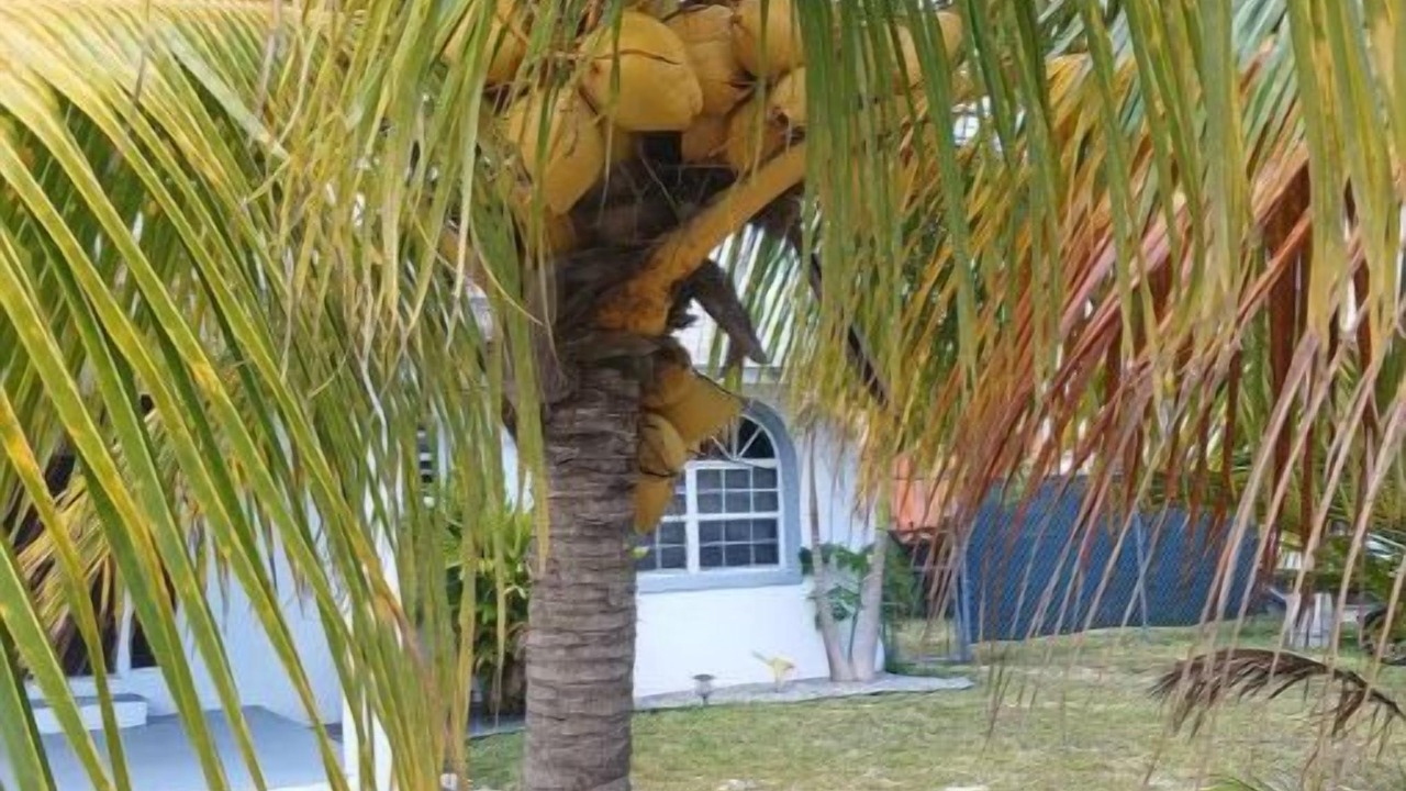 Photo of Outdoor in Regency Park