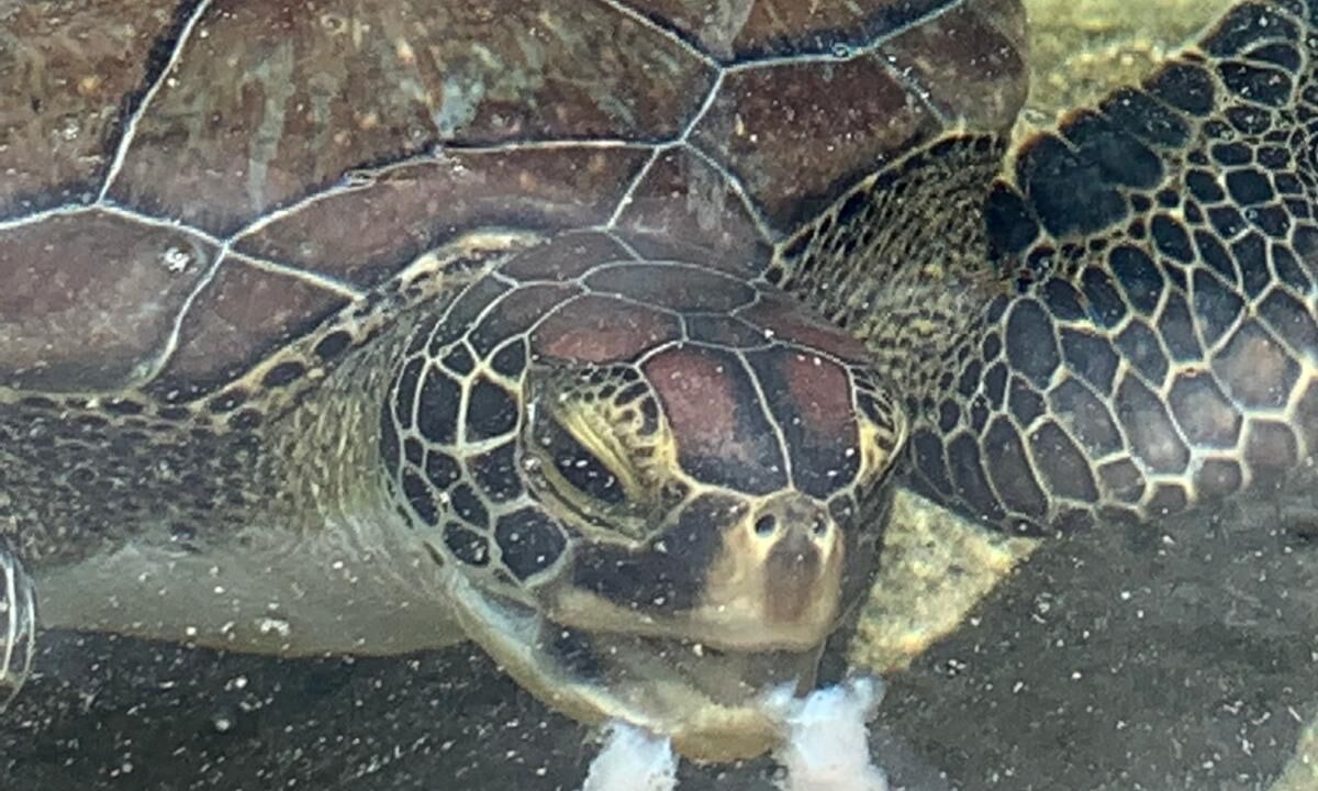 Photo of Others in Bahamia West