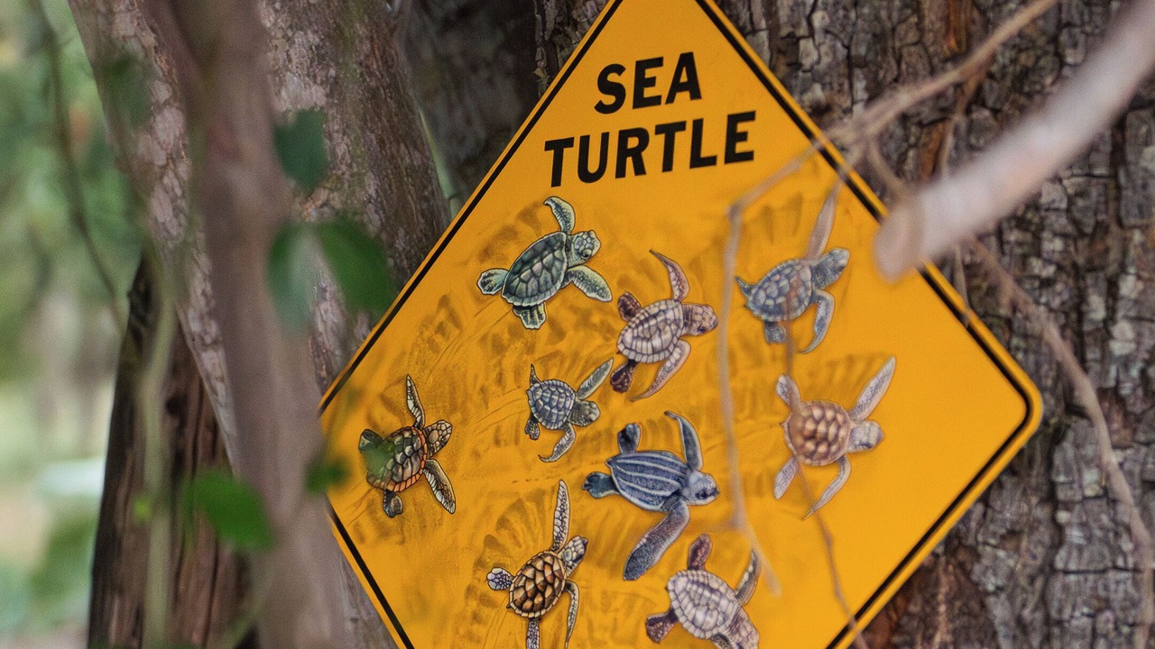 Photo of Others in Treasure Beach