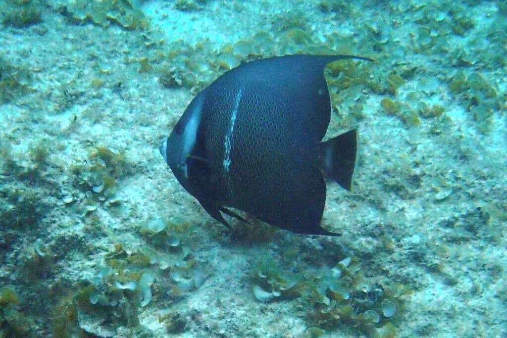 Photo of Others in Green Turtle Cay