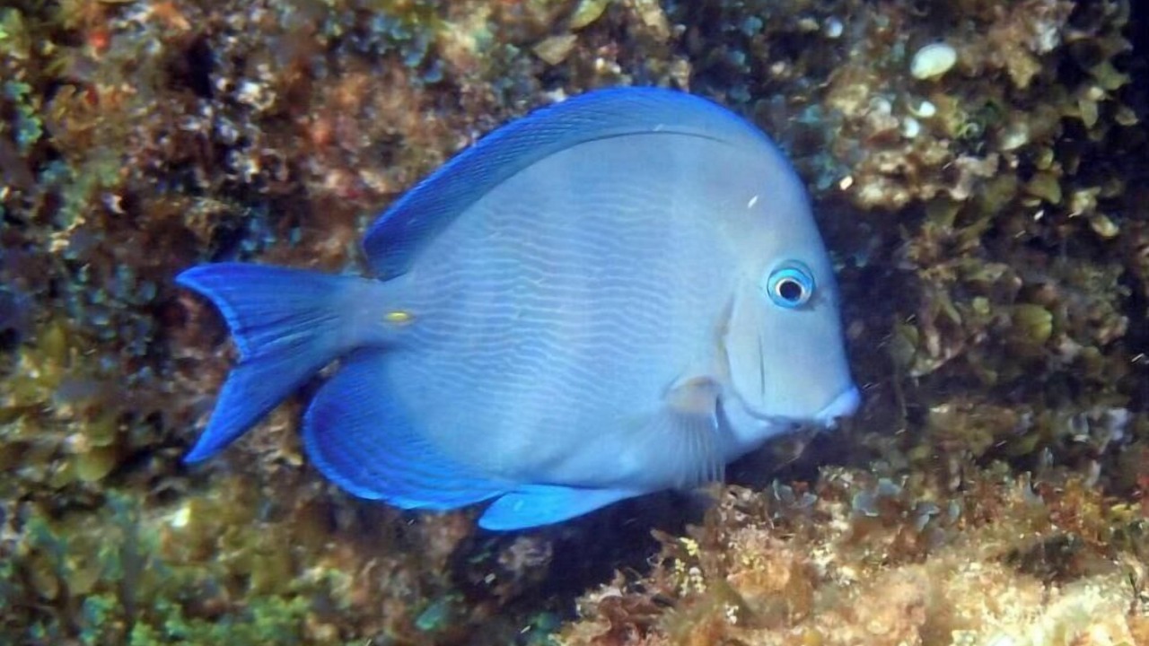 Photo of Others in Green Turtle Cay