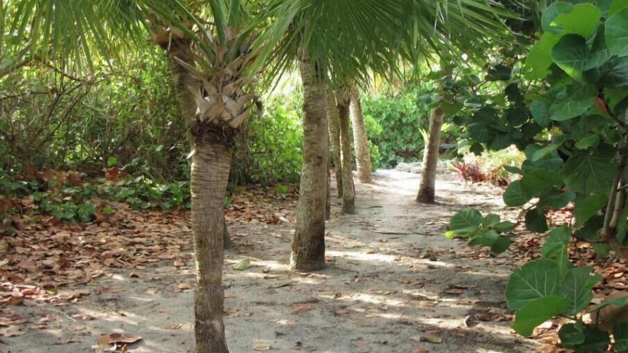 Photo of Outdoor in Green Turtle Cay