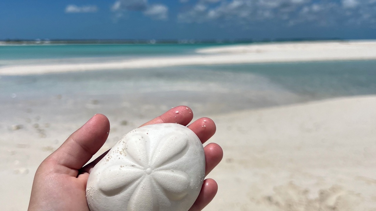 Photo of Others in Treasure Cay