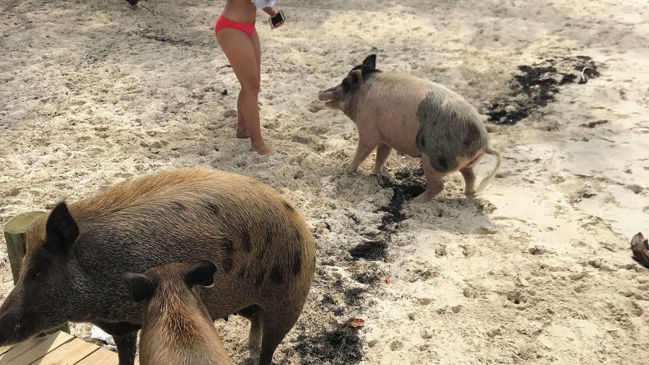 Photo of Others in Treasure Cay