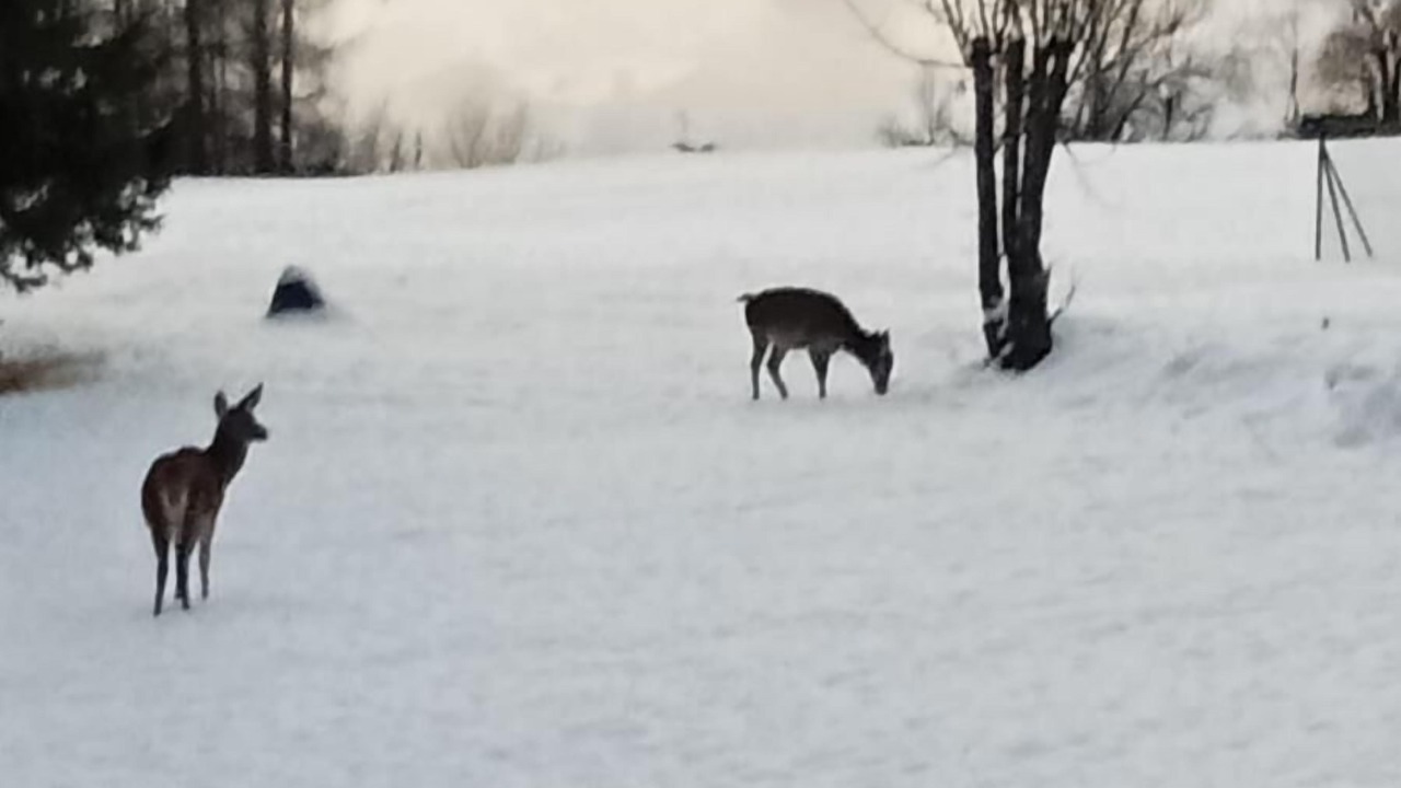 Photo of Others in Borca di Cadore