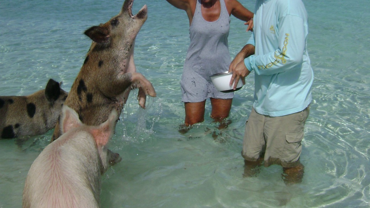 Photo of Others in Tar Bay